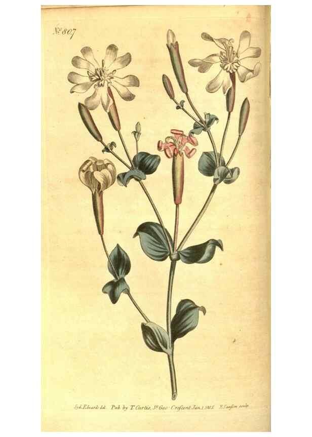 Reproducción/Reproduction 8470984048: Curtis's botanical magazine.. London ;New York [etc.] :Academic Press [etc.]