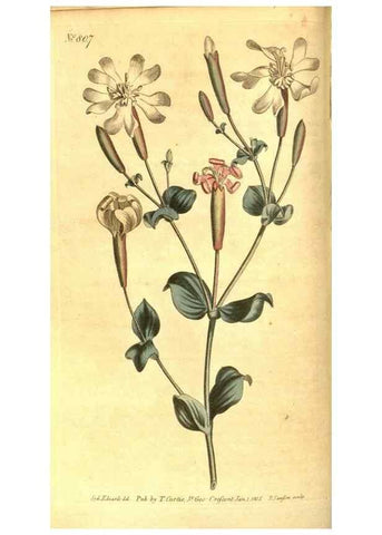 Reproducción/Reproduction 8470984048: Curtis's botanical magazine.. London ;New York [etc.] :Academic Press [etc.]