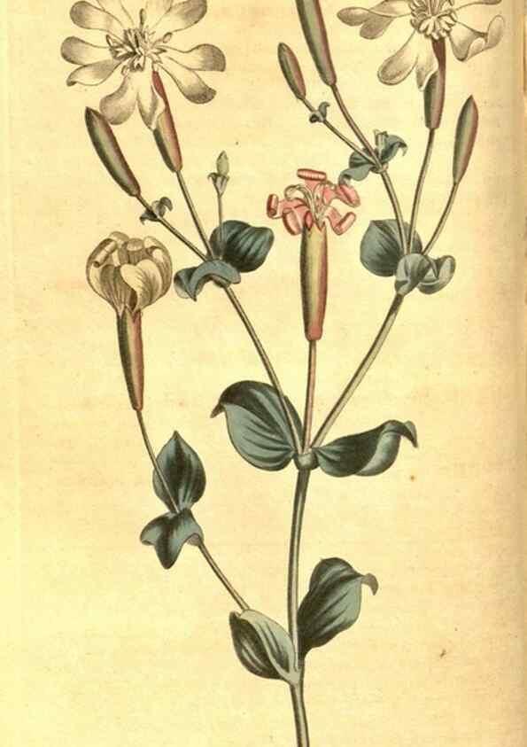 Reproducción/Reproduction 8470984048: Curtis's botanical magazine.. London ;New York [etc.] :Academic Press [etc.]
