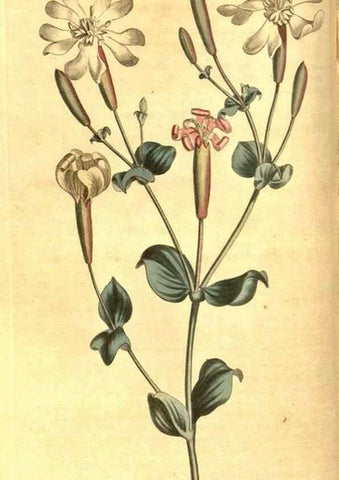Reproducción/Reproduction 8470984048: Curtis's botanical magazine.. London ;New York [etc.] :Academic Press [etc.]