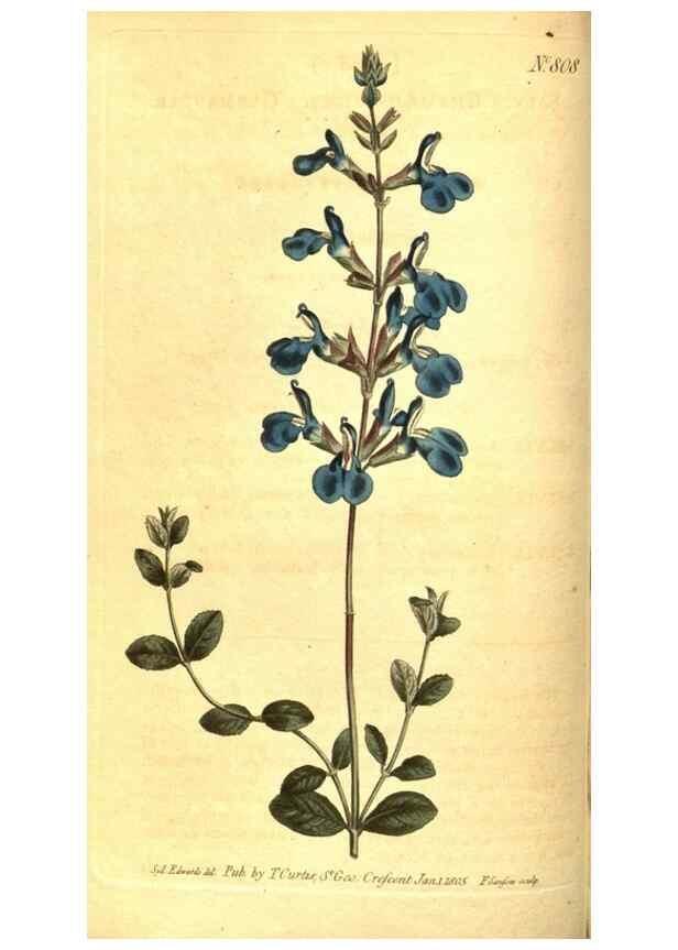 Reproducción/Reproduction 8470984540: Curtis's botanical magazine.. London ;New York [etc.] :Academic Press [etc.]