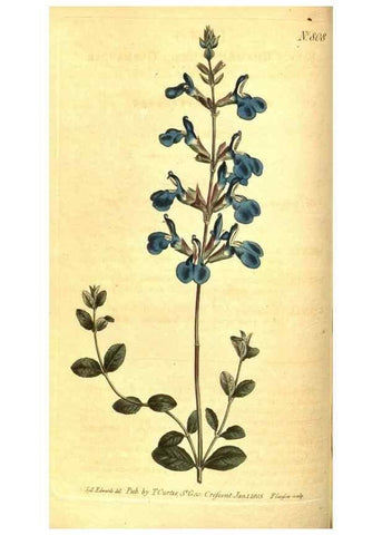 Reproducción/Reproduction 8470984540: Curtis's botanical magazine.. London ;New York [etc.] :Academic Press [etc.]