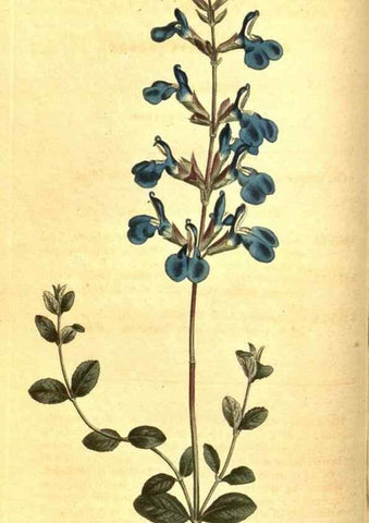 Reproducción/Reproduction 8470984540: Curtis's botanical magazine.. London ;New York [etc.] :Academic Press [etc.]