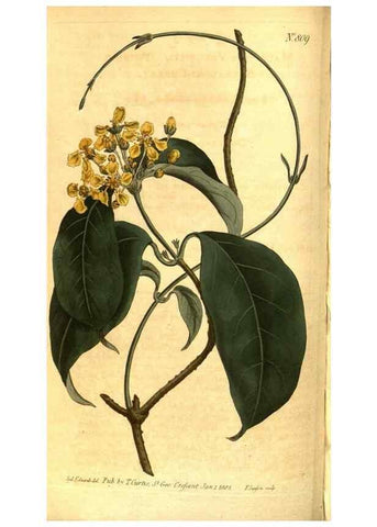 Reproducción/Reproduction 8470985248: Curtis's botanical magazine.. London ;New York [etc.] :Academic Press [etc.]
