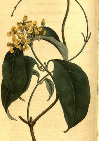 Reproducción/Reproduction 8470985248: Curtis's botanical magazine.. London ;New York [etc.] :Academic Press [etc.]