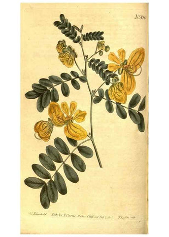 Reproducción/Reproduction 8469892147: Curtis's botanical magazine.. London ;New York [etc.] :Academic Press [etc.]