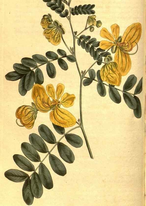 Reproducción/Reproduction 8469892147: Curtis's botanical magazine.. London ;New York [etc.] :Academic Press [etc.]