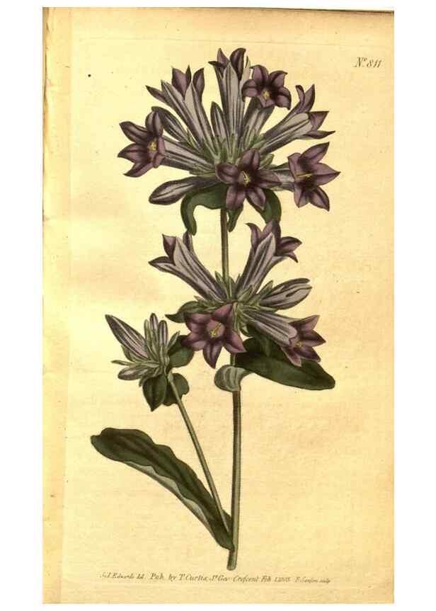 Reproducción/Reproduction 8470986930: Curtis's botanical magazine.. London ;New York [etc.] :Academic Press [etc.]