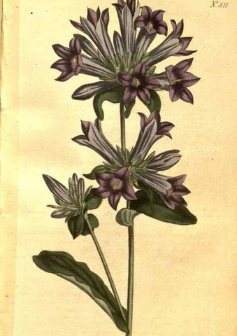Reproducción/Reproduction 8470986930: Curtis's botanical magazine.. London ;New York [etc.] :Academic Press [etc.]