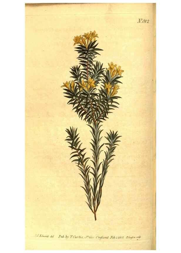 Reproducción/Reproduction 8470987558: Curtis's botanical magazine.. London ;New York [etc.] :Academic Press [etc.]