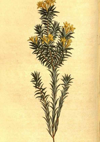 Reproducción/Reproduction 8470987558: Curtis's botanical magazine.. London ;New York [etc.] :Academic Press [etc.]