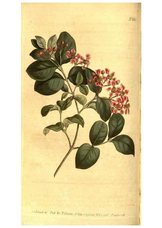 Reproducción/Reproduction 8470988008: Curtis's botanical magazine.. London ;New York [etc.] :Academic Press [etc.]