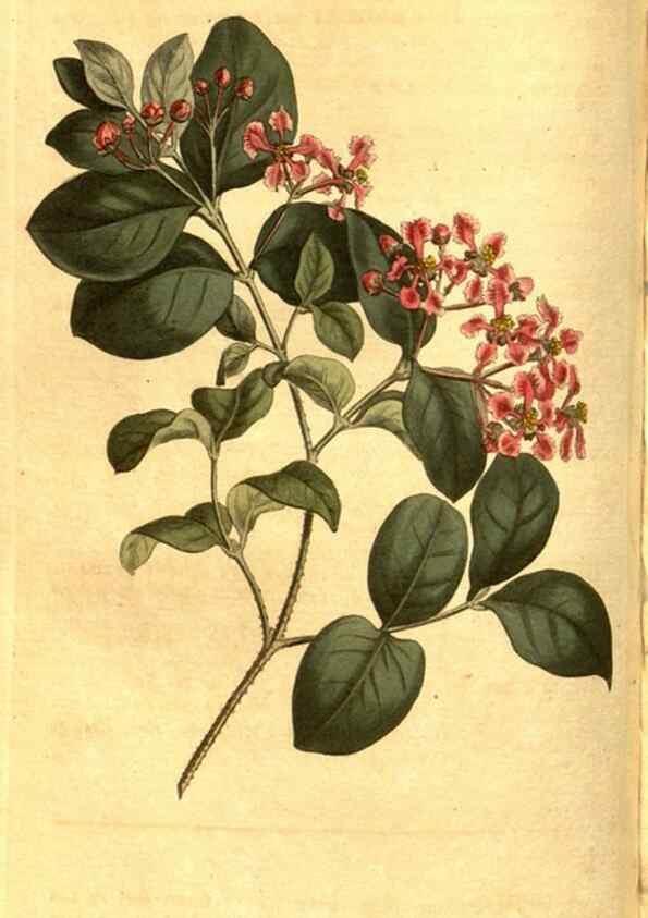 Reproducción/Reproduction 8470988008: Curtis's botanical magazine.. London ;New York [etc.] :Academic Press [etc.]