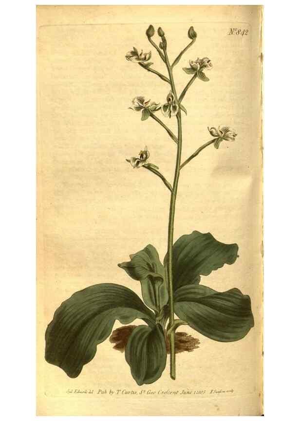 Reproducción/Reproduction 8471005728: Curtis's botanical magazine.. London ;New York [etc.] :Academic Press [etc.]