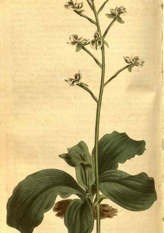 Reproducción/Reproduction 8471005728: Curtis's botanical magazine.. London ;New York [etc.] :Academic Press [etc.]