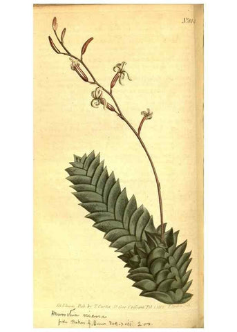 Reproducción/Reproduction 8470988734: Curtis's botanical magazine.. London ;New York [etc.] :Academic Press [etc.]