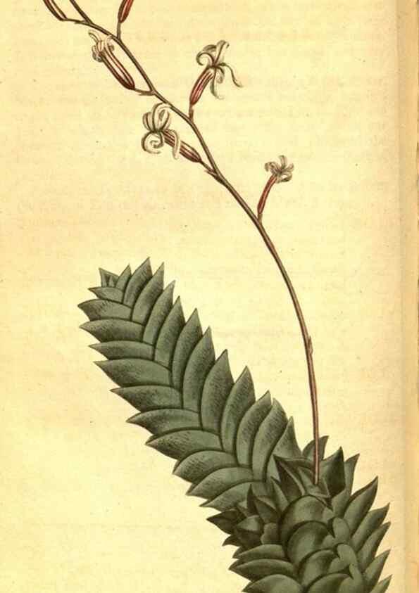 Reproducción/Reproduction 8470988734: Curtis's botanical magazine.. London ;New York [etc.] :Academic Press [etc.]