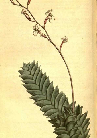 Reproducción/Reproduction 8470988734: Curtis's botanical magazine.. London ;New York [etc.] :Academic Press [etc.]