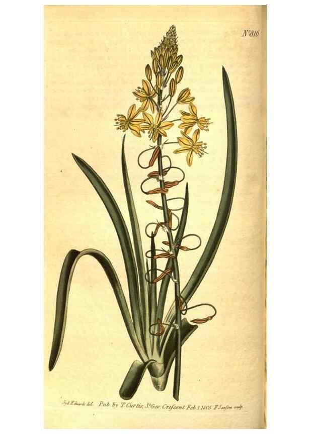 Reproducción/Reproduction 8469896159: Curtis's botanical magazine.. London ;New York [etc.] :Academic Press [etc.]
