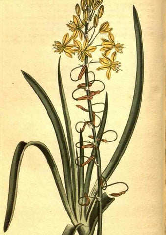 Reproducción/Reproduction 8469896159: Curtis's botanical magazine.. London ;New York [etc.] :Academic Press [etc.]