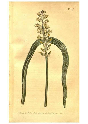 Reproducción/Reproduction 8470990156: Curtis's botanical magazine.. London ;New York [etc.] :Academic Press [etc.]