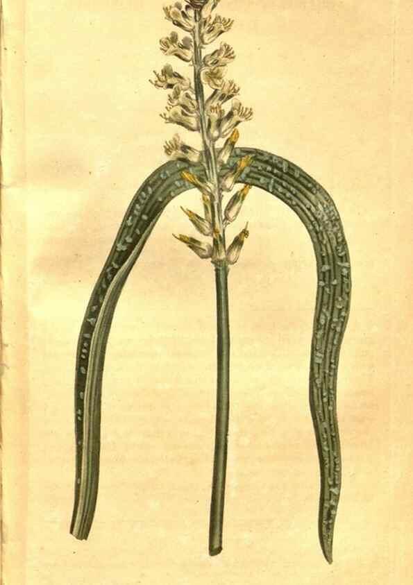 Reproducción/Reproduction 8470990156: Curtis's botanical magazine.. London ;New York [etc.] :Academic Press [etc.]