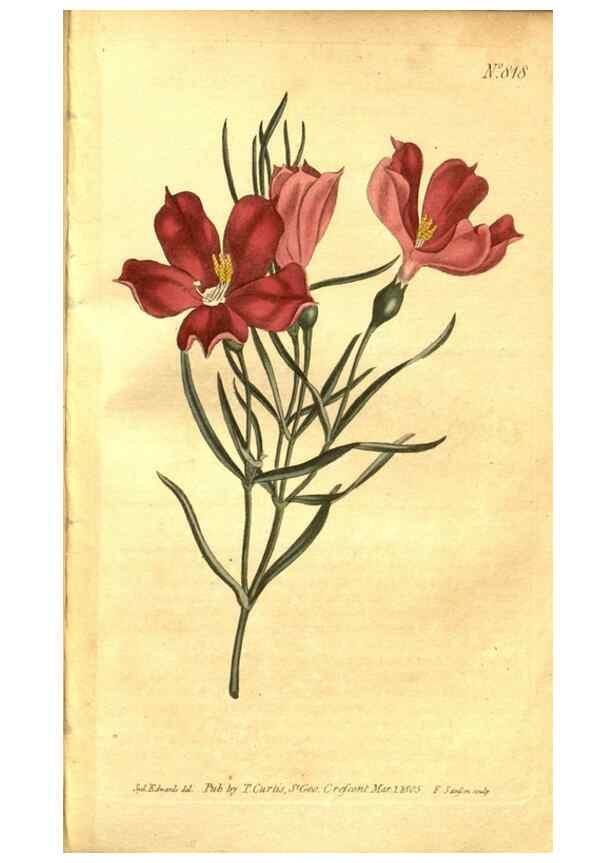 Reproducción/Reproduction 8470990744: Curtis's botanical magazine.. London ;New York [etc.] :Academic Press [etc.]