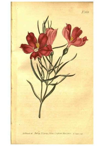 Reproducción/Reproduction 8470990744: Curtis's botanical magazine.. London ;New York [etc.] :Academic Press [etc.]