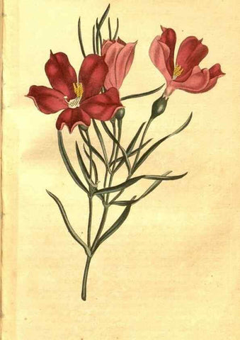 Reproducción/Reproduction 8470990744: Curtis's botanical magazine.. London ;New York [etc.] :Academic Press [etc.]