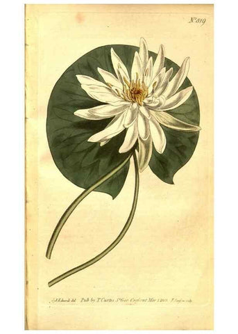 Reproducción/Reproduction 8469897657: Curtis's botanical magazine.. London ;New York [etc.] :Academic Press [etc.]