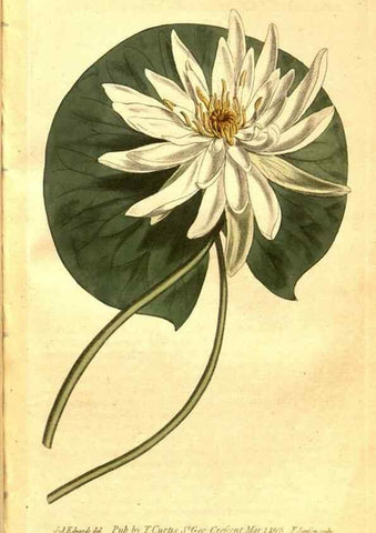 Reproducción/Reproduction 8469897657: Curtis's botanical magazine.. London ;New York [etc.] :Academic Press [etc.]