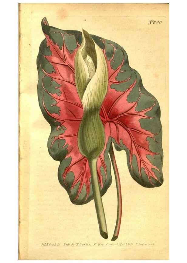 Reproducción/Reproduction 8470991888: Curtis's botanical magazine.. London ;New York [etc.] :Academic Press [etc.]