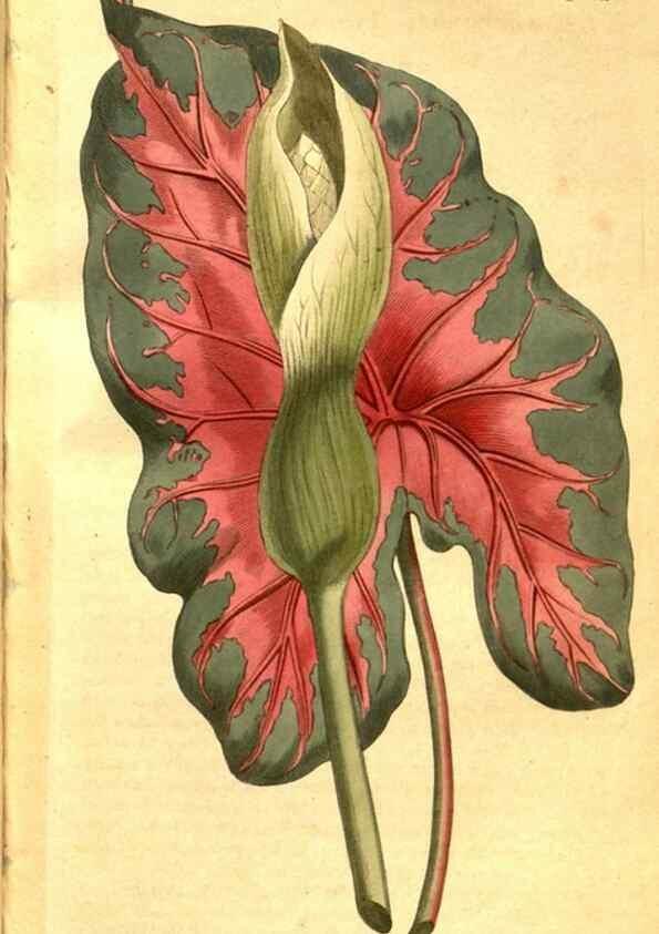 Reproducción/Reproduction 8470991888: Curtis's botanical magazine.. London ;New York [etc.] :Academic Press [etc.]