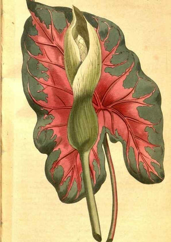 Reproducción/Reproduction 8470991888: Curtis's botanical magazine.. London ;New York [etc.] :Academic Press [etc.]