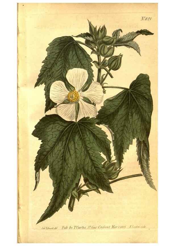 Reproducción/Reproduction 8470992346: Curtis's botanical magazine.. London ;New York [etc.] :Academic Press [etc.]