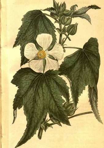 Reproducción/Reproduction 8470992346: Curtis's botanical magazine.. London ;New York [etc.] :Academic Press [etc.]