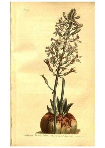 Reproducción/Reproduction 8470992974: Curtis's botanical magazine.. London ;New York [etc.] :Academic Press [etc.]