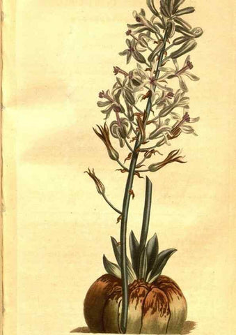 Reproducción/Reproduction 8470992974: Curtis's botanical magazine.. London ;New York [etc.] :Academic Press [etc.]