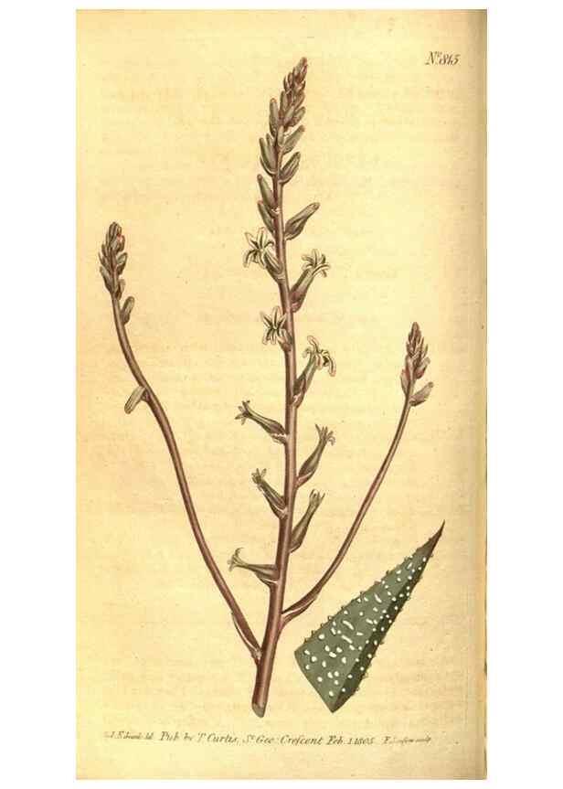 Reproducción/Reproduction 8470989262: Curtis's botanical magazine.. London ;New York [etc.] :Academic Press [etc.]