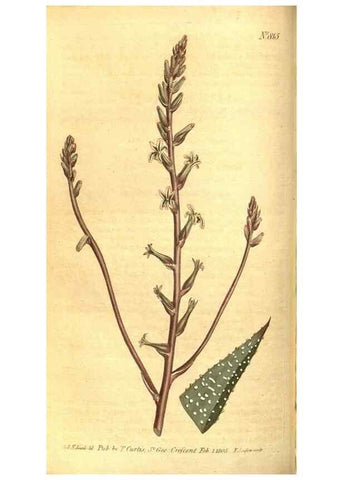 Reproducción/Reproduction 8470989262: Curtis's botanical magazine.. London ;New York [etc.] :Academic Press [etc.]