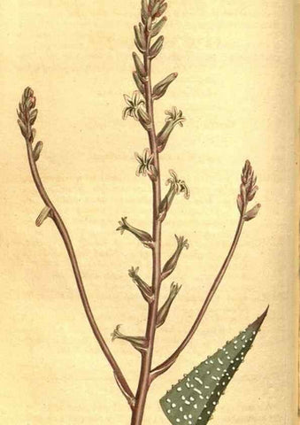 Reproducción/Reproduction 8470989262: Curtis's botanical magazine.. London ;New York [etc.] :Academic Press [etc.]
