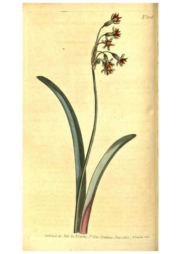Reproducción/Reproduction 8469889893: Curtis's botanical magazine.. London ;New York [etc.] :Academic Press [etc.]