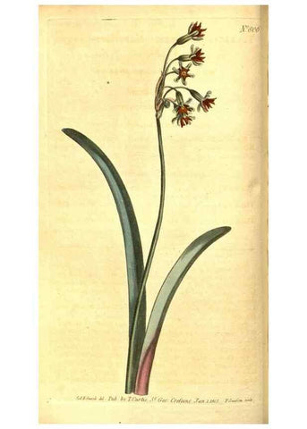 Reproducción/Reproduction 8469889893: Curtis's botanical magazine.. London ;New York [etc.] :Academic Press [etc.]
