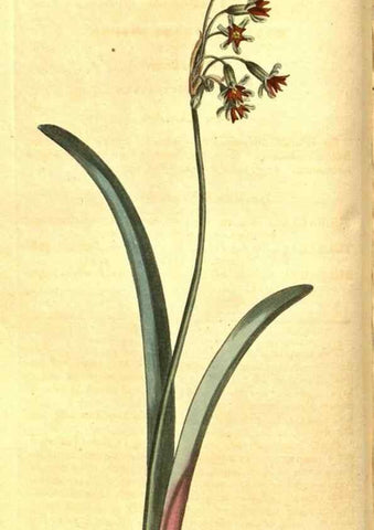 Reproducción/Reproduction 8469889893: Curtis's botanical magazine.. London ;New York [etc.] :Academic Press [etc.]