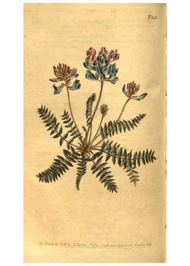 Reproducción/Reproduction 8471006492: Curtis's botanical magazine.. London ;New York [etc.] :Academic Press [etc.]