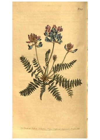 Reproducción/Reproduction 8471006492: Curtis's botanical magazine.. London ;New York [etc.] :Academic Press [etc.]