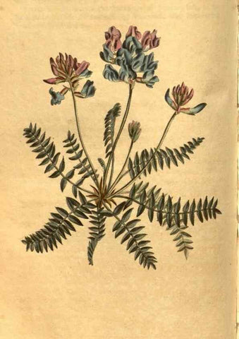 Reproducción/Reproduction 8471006492: Curtis's botanical magazine.. London ;New York [etc.] :Academic Press [etc.]