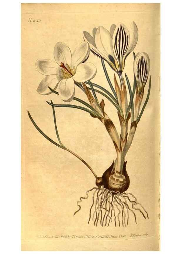 Reproducción/Reproduction 8469913815: Curtis's botanical magazine.. London ;New York [etc.] :Academic Press [etc.]