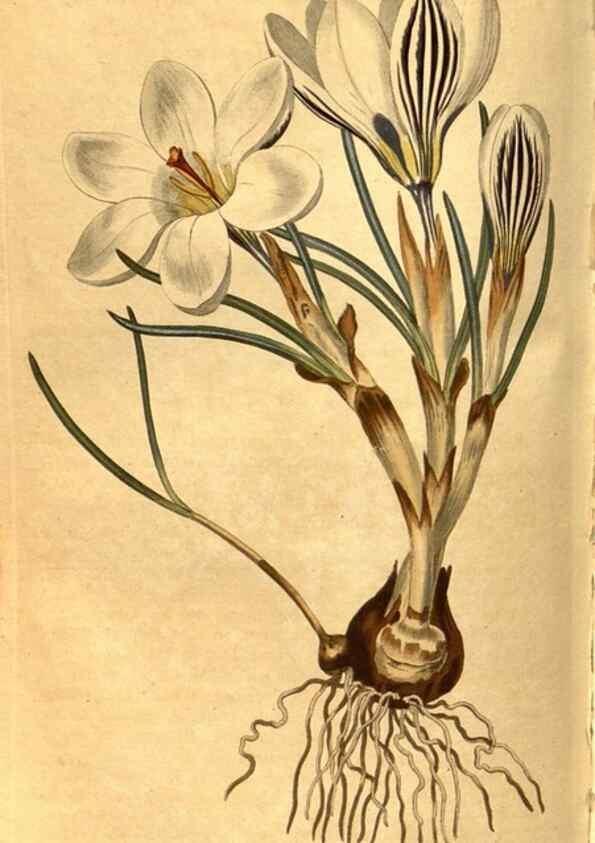 Reproducción/Reproduction 8469913815: Curtis's botanical magazine.. London ;New York [etc.] :Academic Press [etc.]