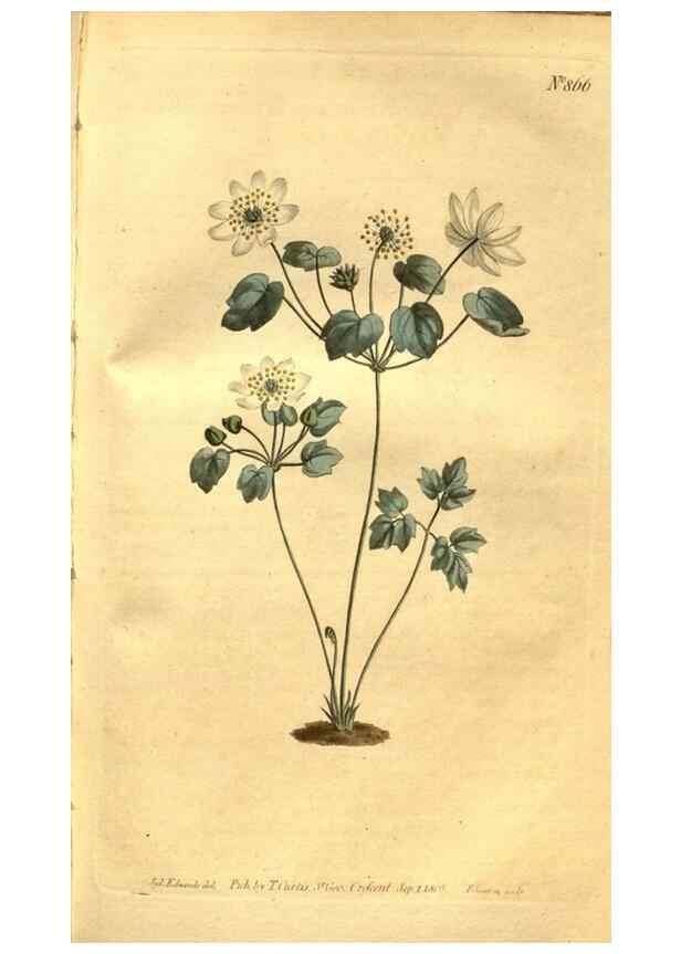 Reproducción/Reproduction 8469927269: Curtis's botanical magazine.. London ;New York [etc.] :Academic Press [etc.]